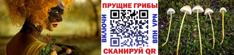 Галлюциногенные грибы прущие грибы Купить Звенигород
